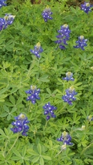 Lupinus texensis