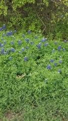 Lupinus texensis