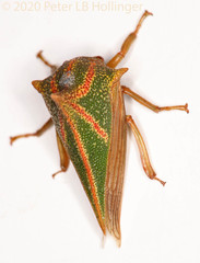 Umbonia spinosa