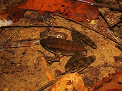Lithobates juliani