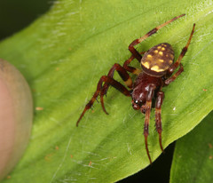 Araneus granadensis