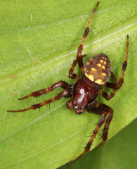 Araneus granadensis