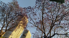 Jacaranda mimosifolia