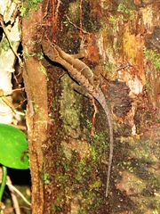 Anolis uniformis