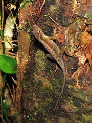 Anolis uniformis