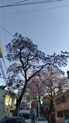 Jacaranda mimosifolia