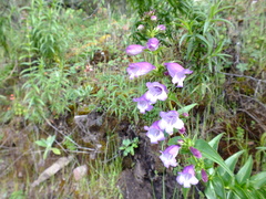 Penstemon campanulatus