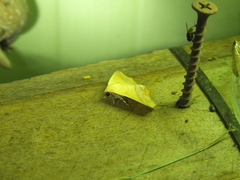 Xanthanomis fuscifrons