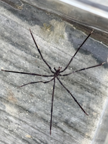 Anoplodactylus observed 2026-04-18