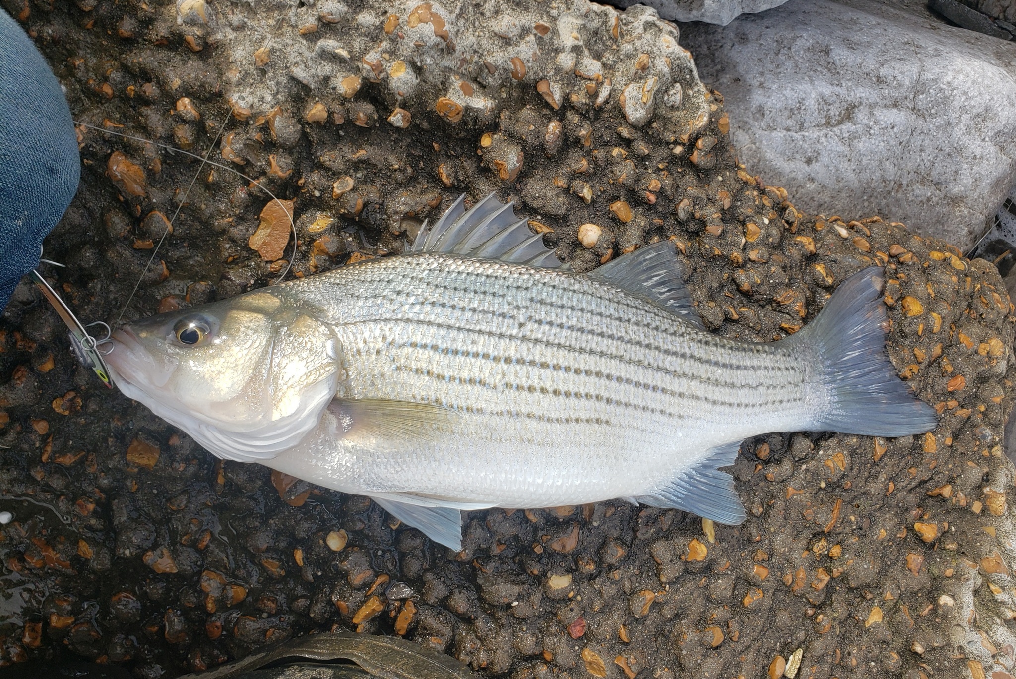Striped Bass (Morone saxatilis) · iNaturalist