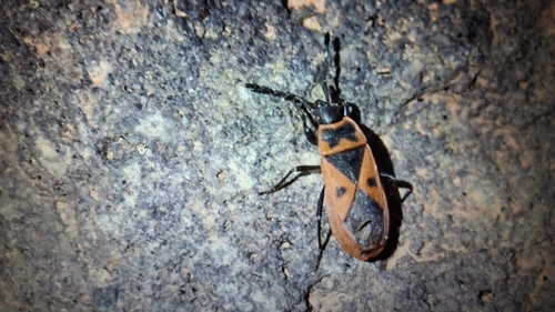 Mediterranean red bug
