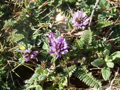 Mediterranean Milk Vetch (Astragalus glaux)
