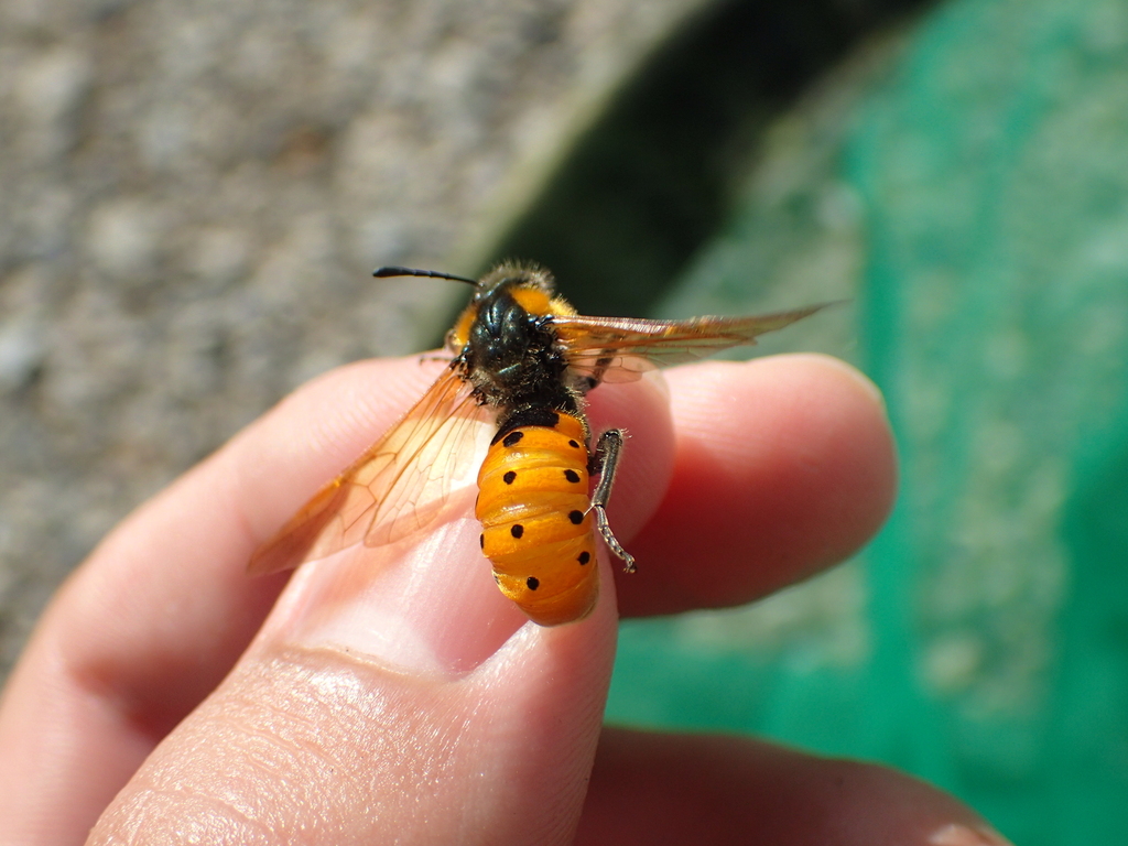 ホシアシブトハバチ