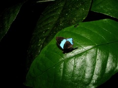 Mesosemia gaudiolum