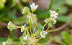 Androsace umbellata, photograph (c) Zinogre, some rights reserved (CC BY-SA)