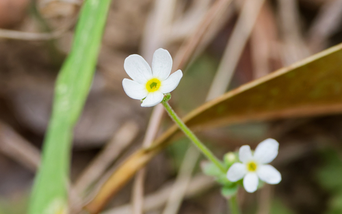 Androsace umbellata, photograph 1