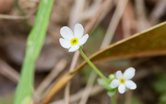 Androsace umbellata, photograph (c) Zinogre, some rights reserved (CC BY-SA)