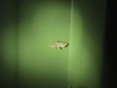 Parapoynx dentizonalis