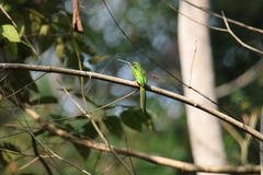 Galbula ruficauda