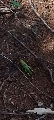 Variegated grasshopper