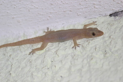 Hemidactylus frenatus