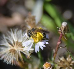 Halictus poeyi
