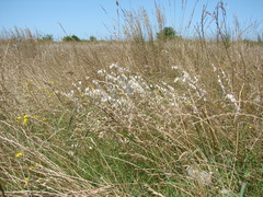 Melica brasiliana
