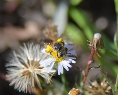 Halictus poeyi