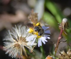 Halictus poeyi