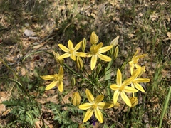 Triteleia ixioides scabra