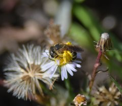Halictus poeyi