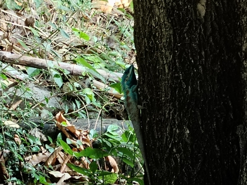 Siamese Blue Crested Lizard