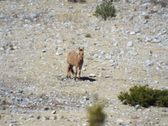 Equus asinus × caballus