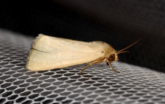 Heliocheilus moribunda