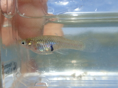 Gambusia holbrooki