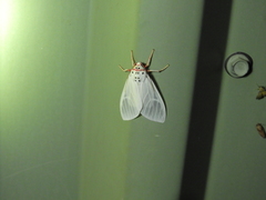 Amerila rubripes
