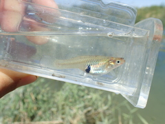 Gambusia holbrooki