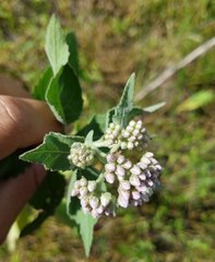 Pluchea odorata