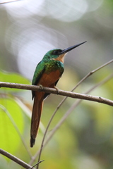 Galbula ruficauda