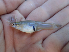 Gambusia holbrooki