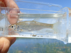 Cyprinoidei
