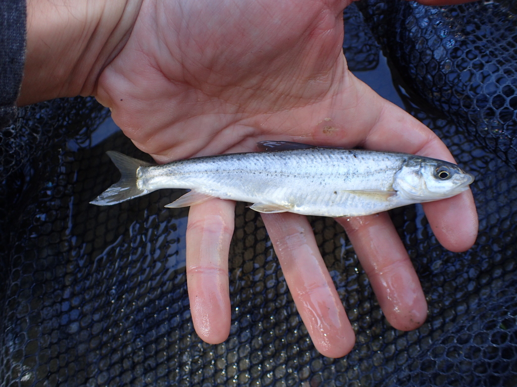 Common Snowtrout