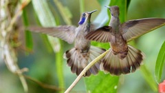 Brown Violetear photo 3