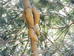 Pinus greggii