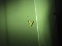 Autocharis hedyphaes