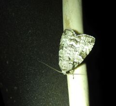 Blenina lichenopa