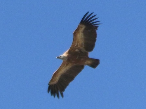 Avistamiento Buitre leonado