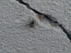 Ceutorhynchus pallidactylus