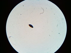 Hypoxylon fuscopurpureum