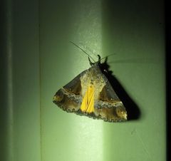 Dichromia quinqualis